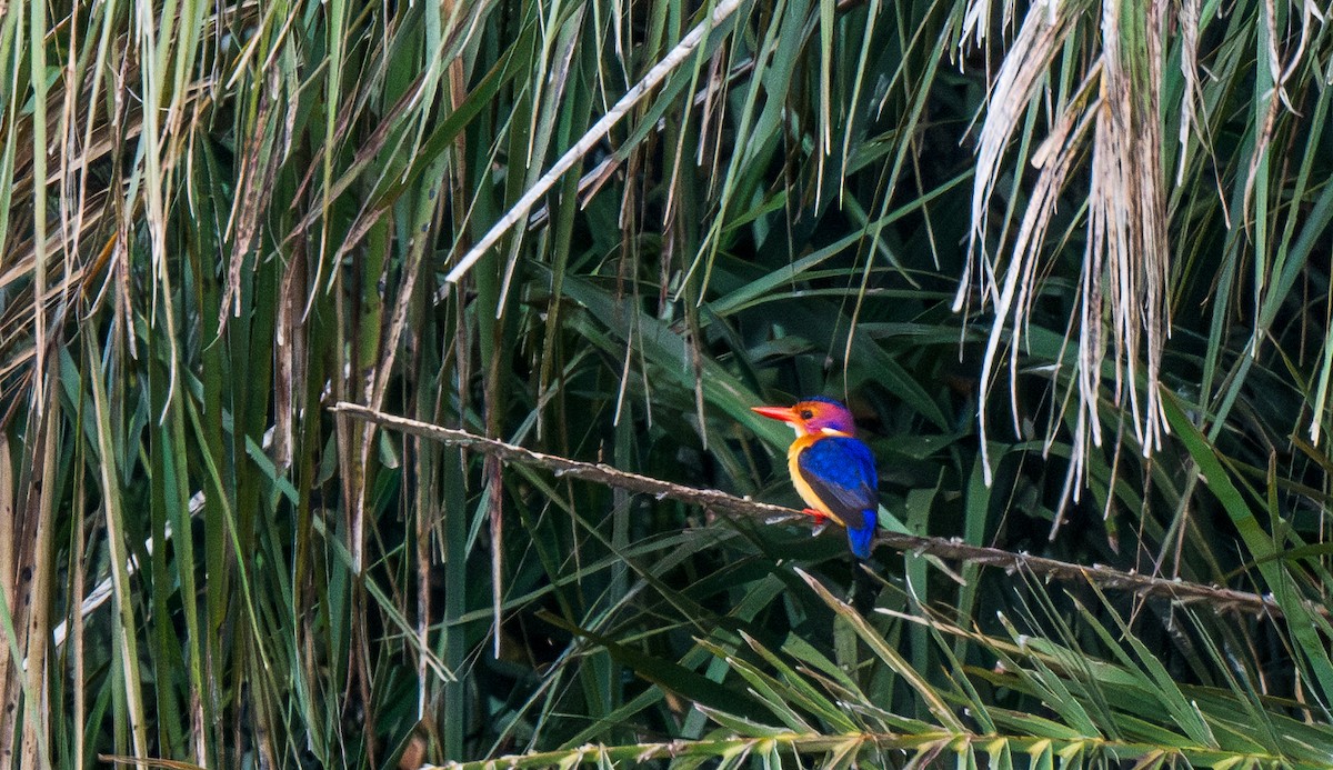 African Pygmy Kingfisher - ML626628119