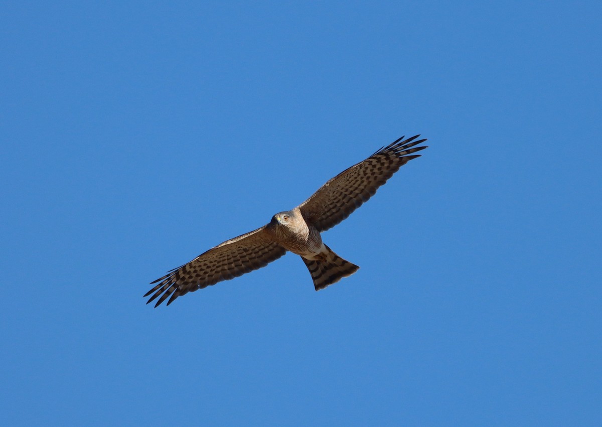 Sharp-shinned Hawk - ML626628121