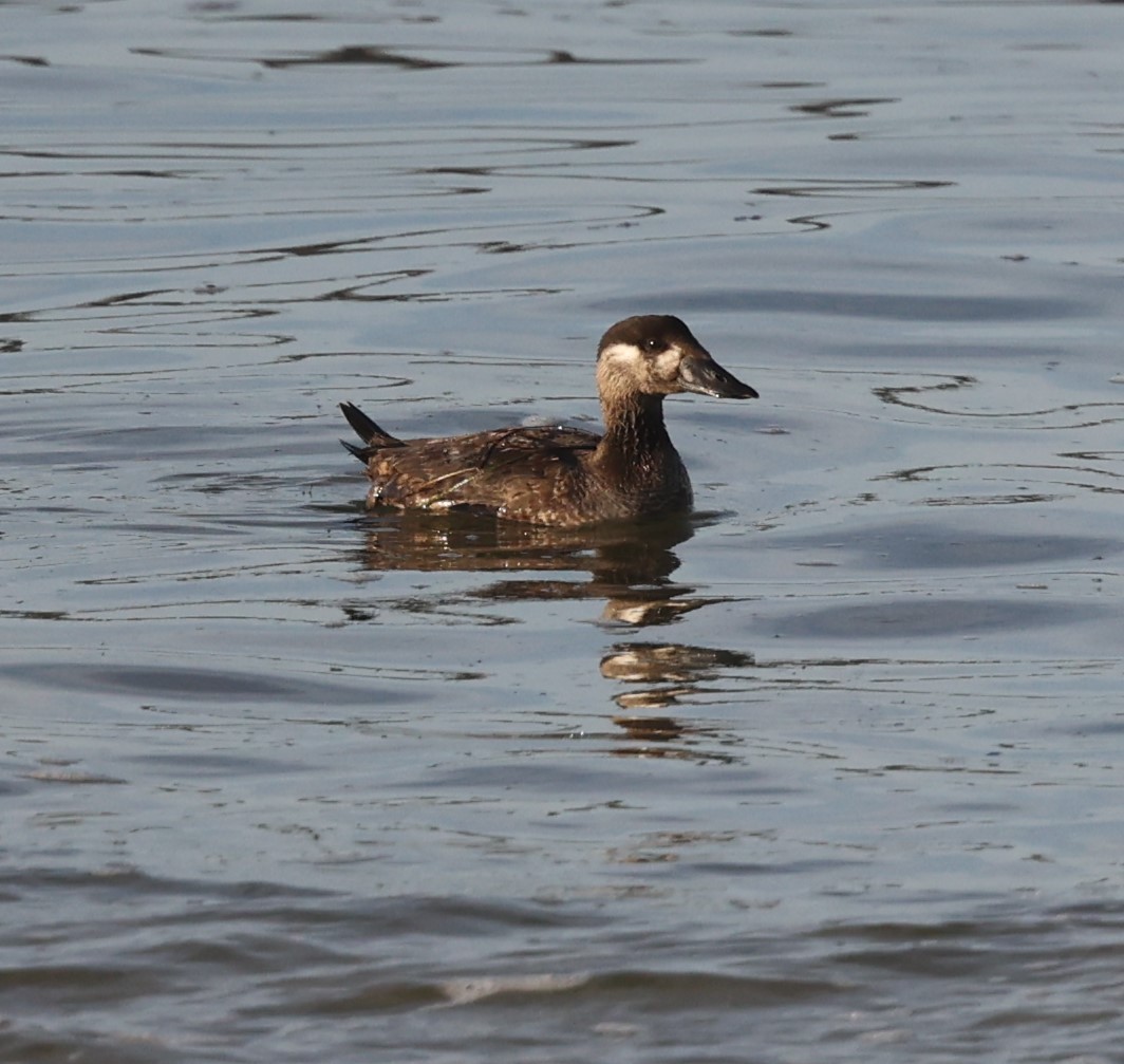 Black Scoter - ML626628141