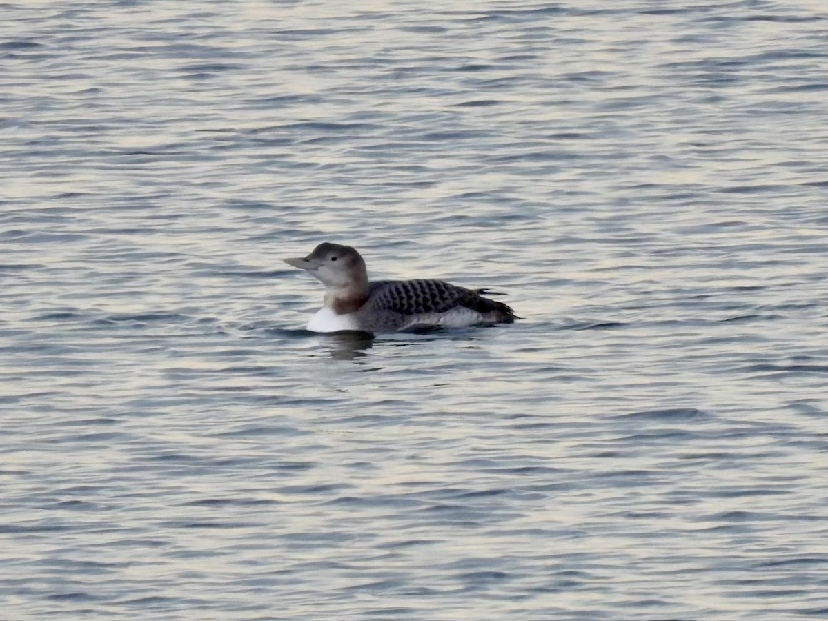 Yellow-billed Loon - ML626628211