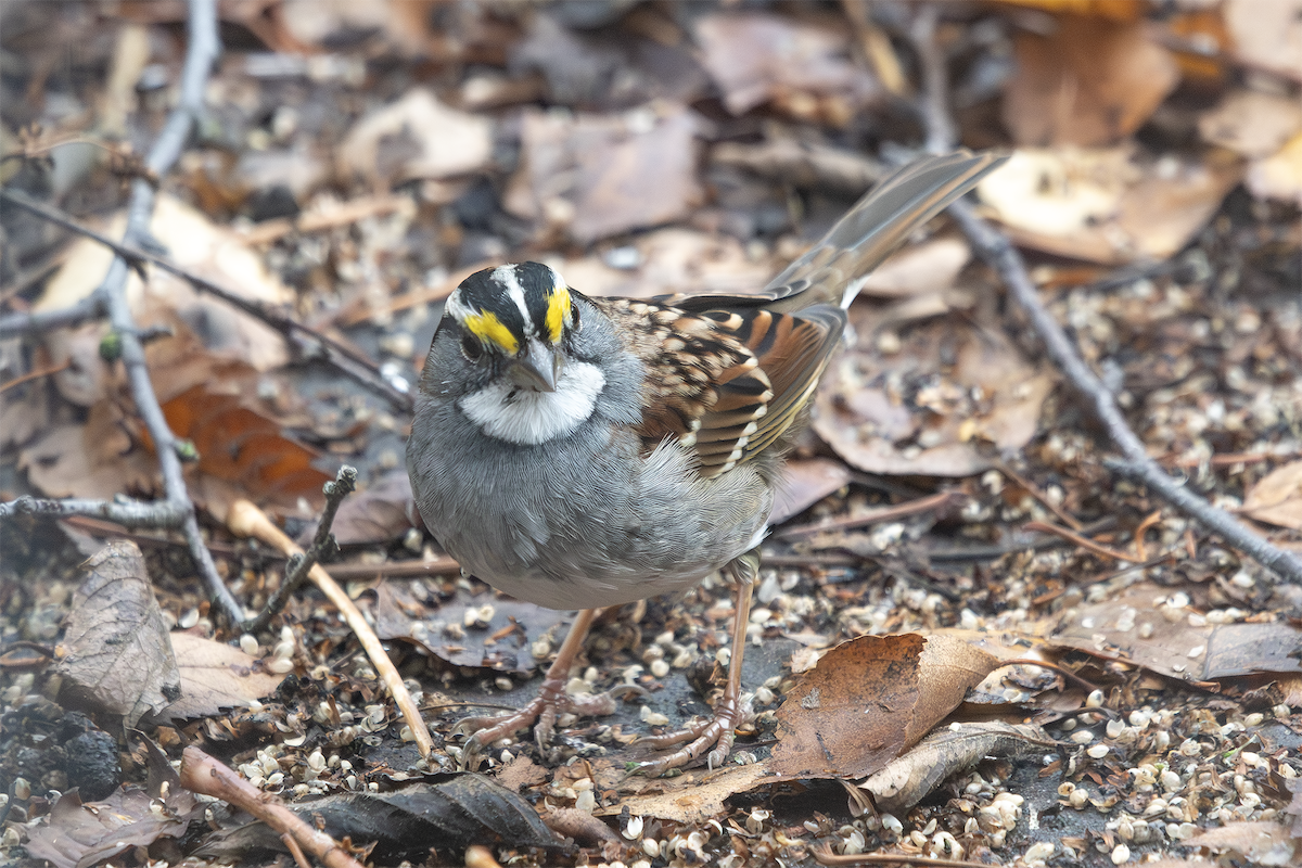 White-throated Sparrow - ML626628223