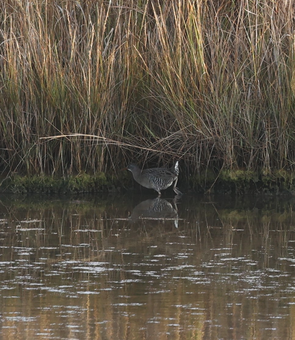 Clapper Rail - ML626628249