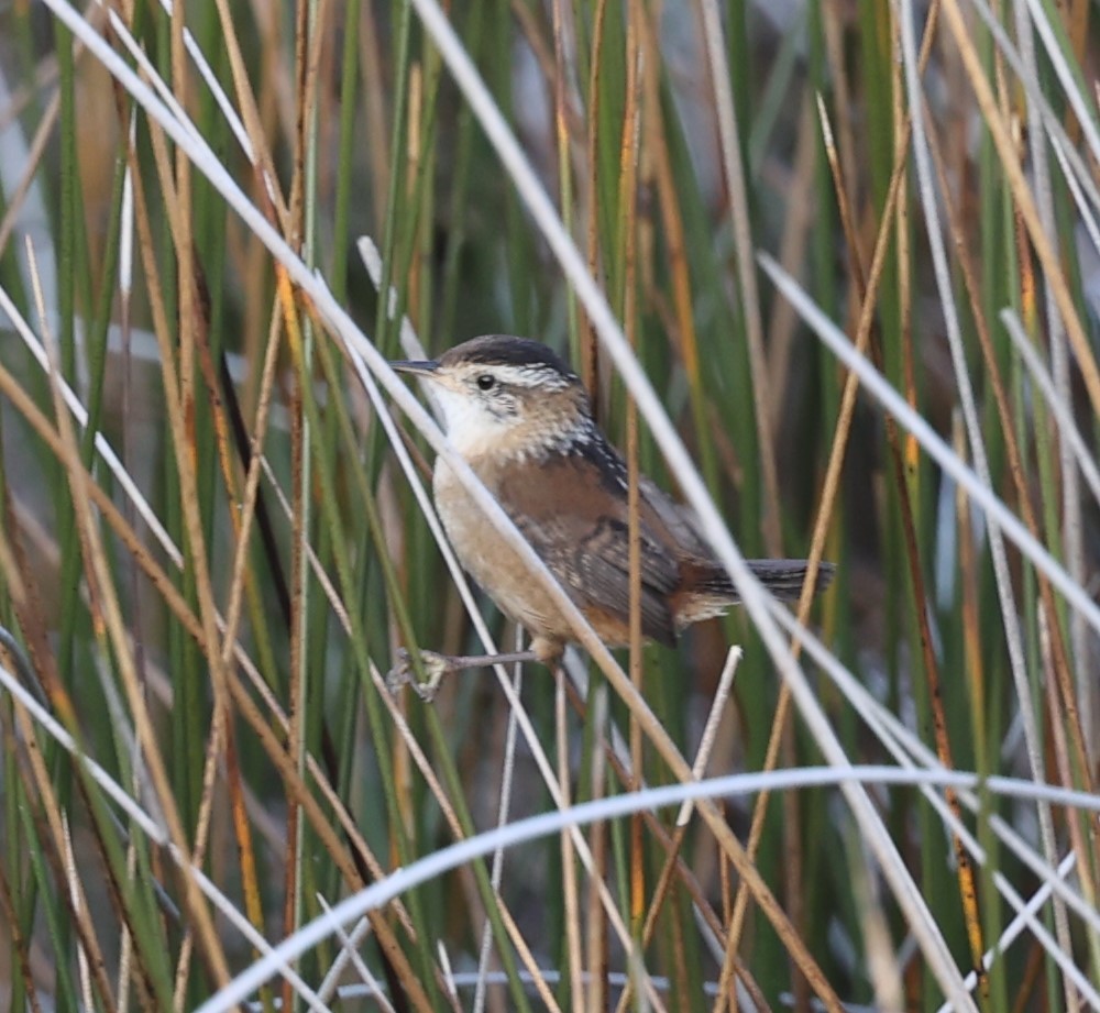 Marsh Wren - ML626628271