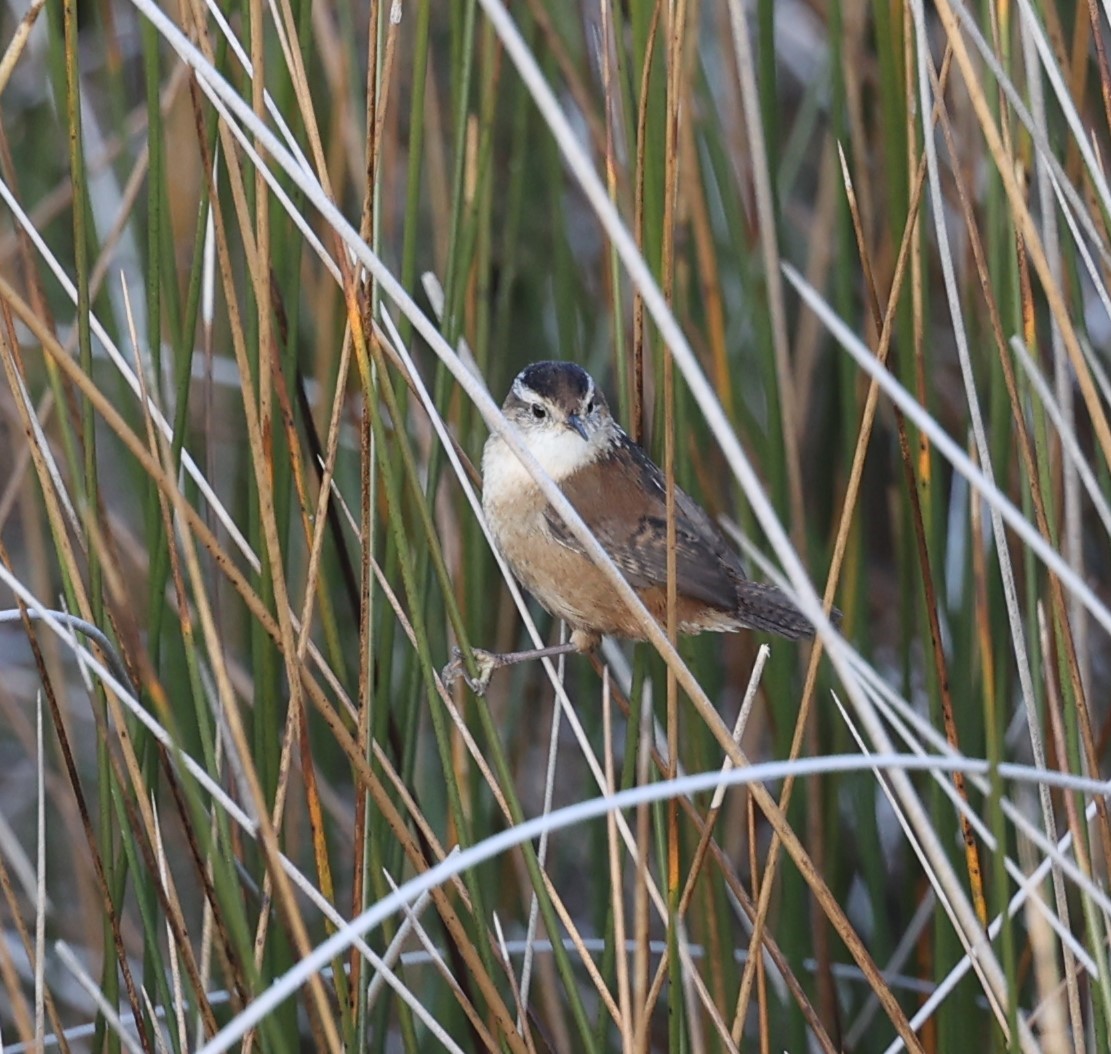 Marsh Wren - ML626628277