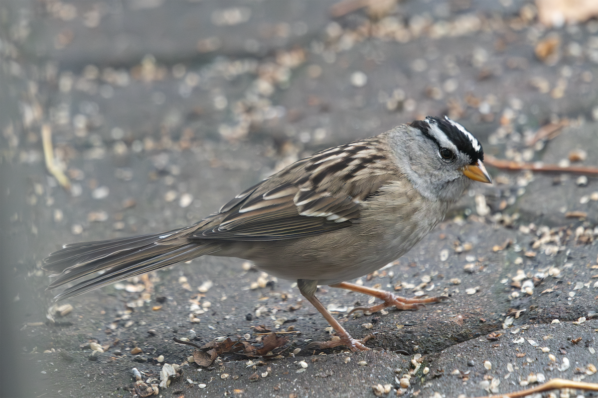 White-crowned Sparrow - ML626628415