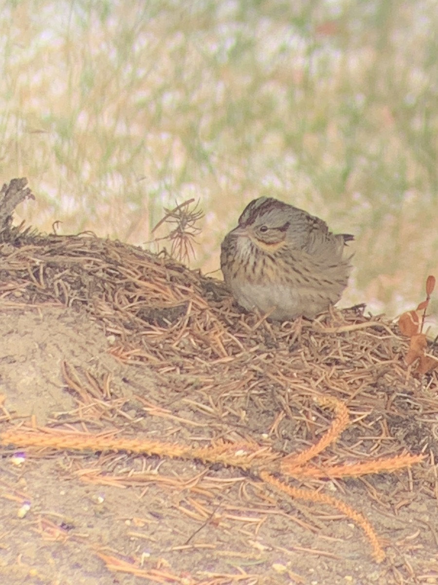 Lincoln's Sparrow - ML626628627