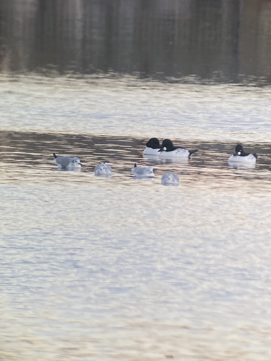 Gabbiano di Bonaparte - ML626628691