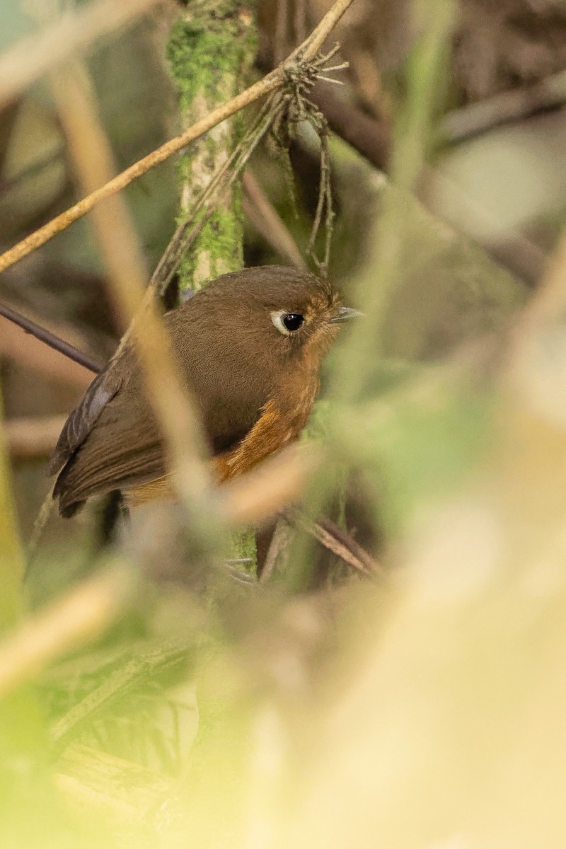 Leymebamba Antpitta - ML626628903