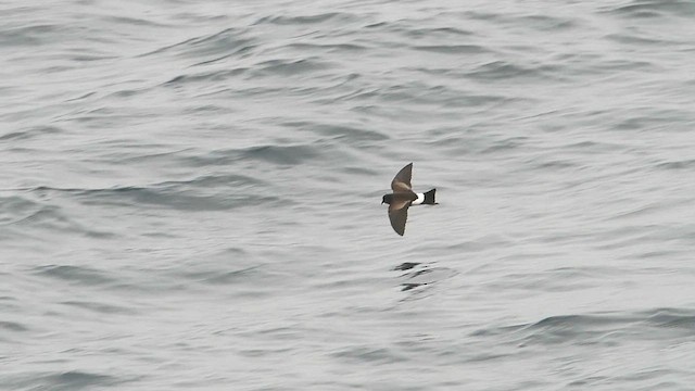 Wilson's Storm-Petrel - ML626629158
