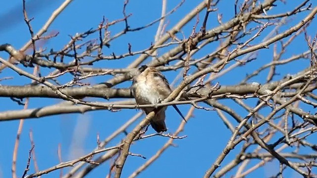 Cave Swallow - ML626629202