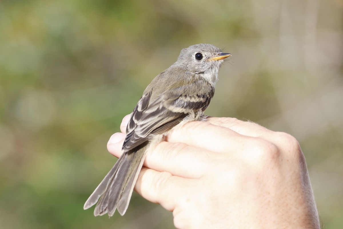 Gray Flycatcher - ML626629278