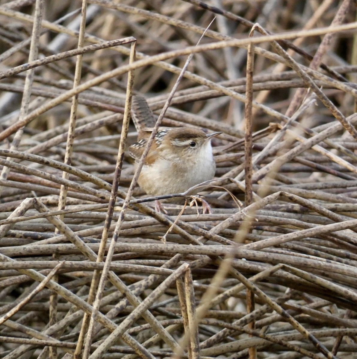 Marsh Wren - ML626629390