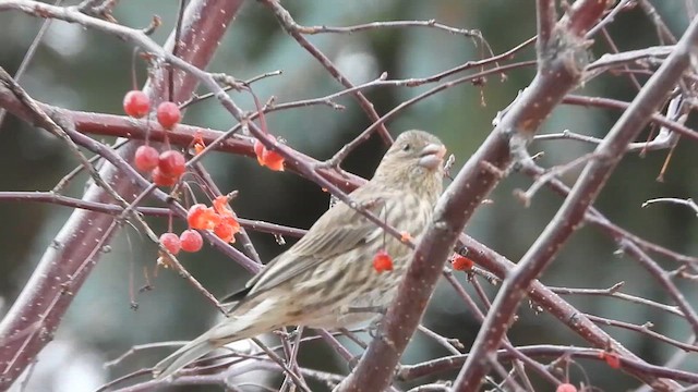 House Finch - ML626629405