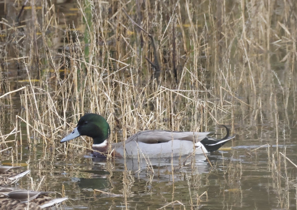 Mallard x Northern Pintail (hybrid) - ML626629578