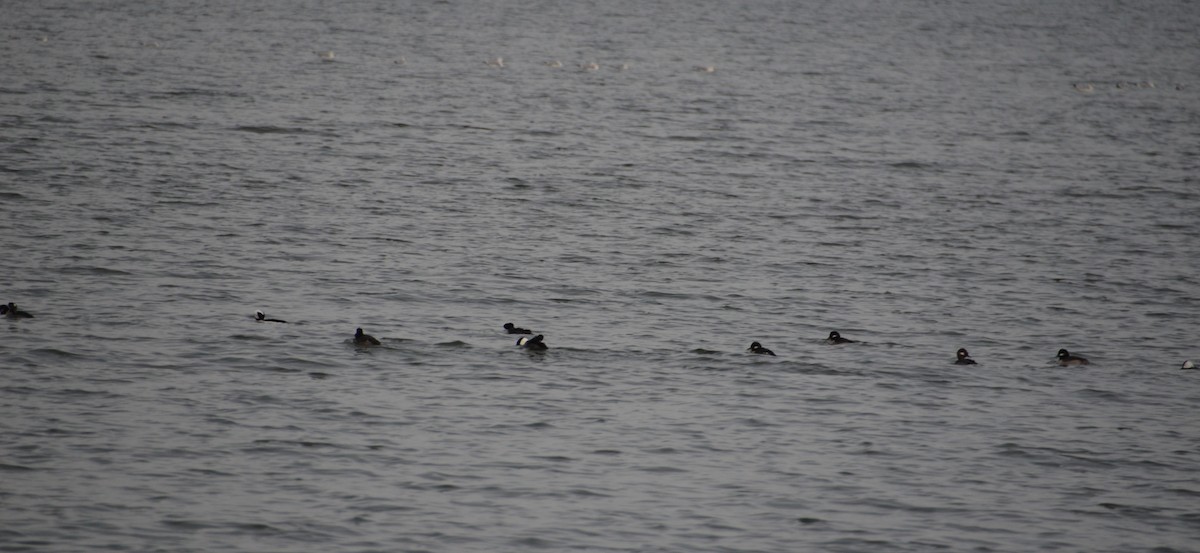 Bufflehead - ML626629639