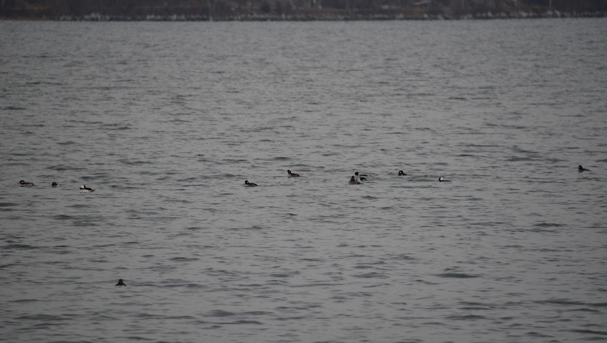 Bufflehead - ML626629665
