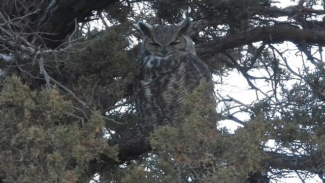 Great Horned Owl - ML626629685