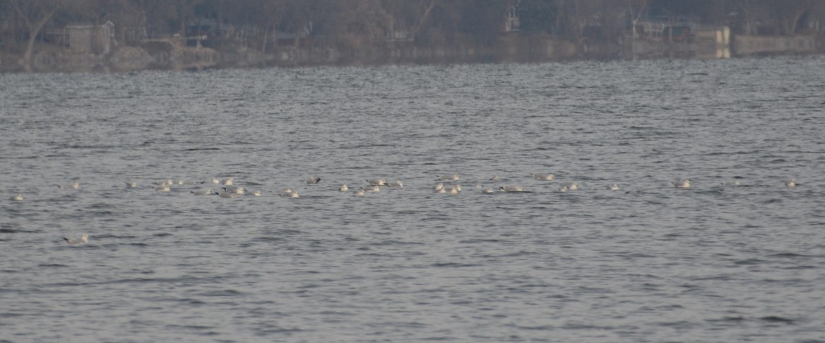 Ring-billed Gull - ML626629751