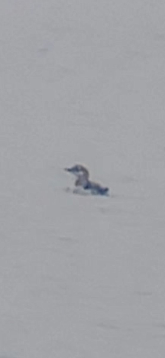 Black Guillemot - ML626629912