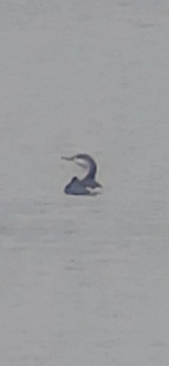 Red-throated Loon - ML626629925