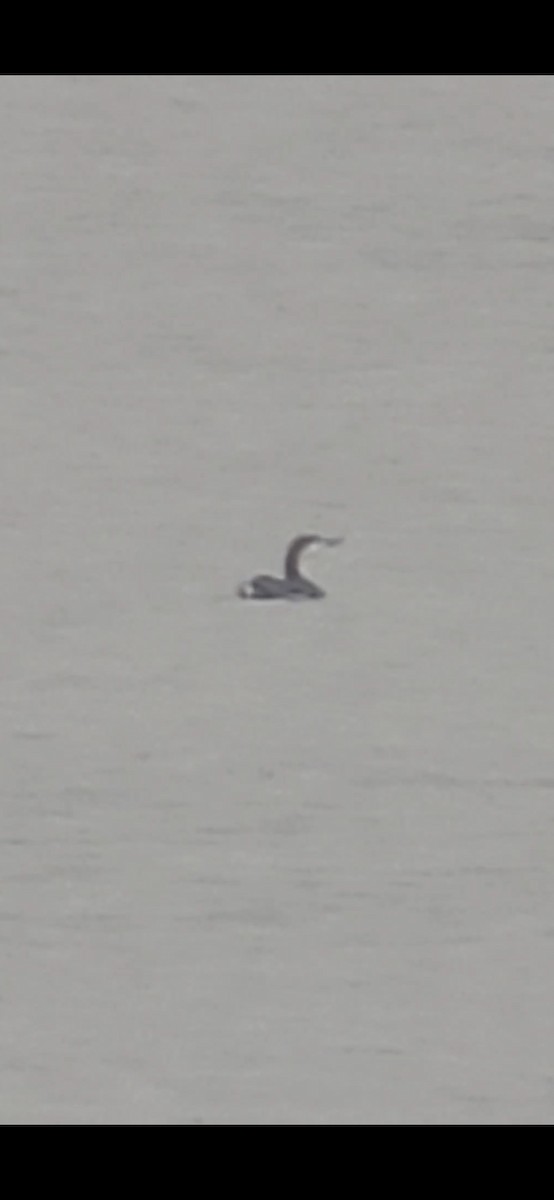 Red-throated Loon - ML626629926