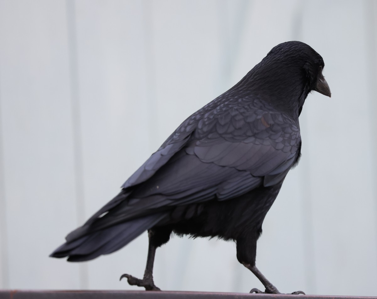 Carrion Crow - ML626630355