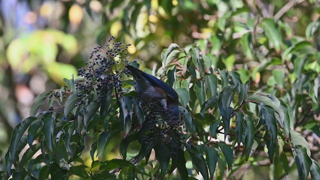 Eastern Bluebird - ML626630636