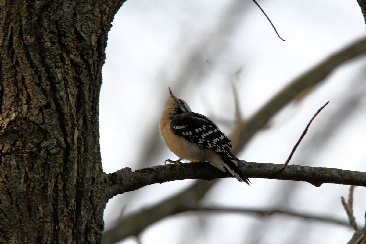 Downy Woodpecker - ML626630700