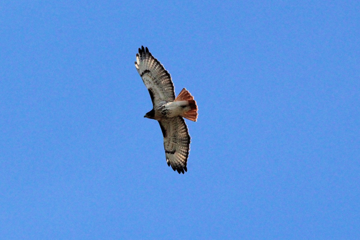 Red-tailed Hawk - ML626630713