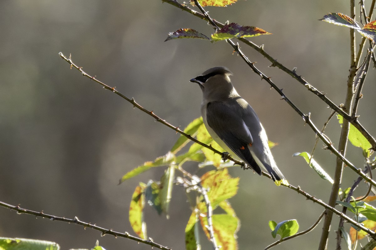 Cedar Waxwing - ML626630761
