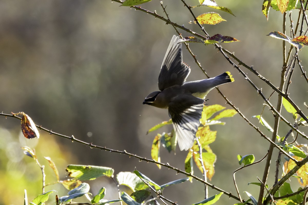 Cedar Waxwing - ML626630762