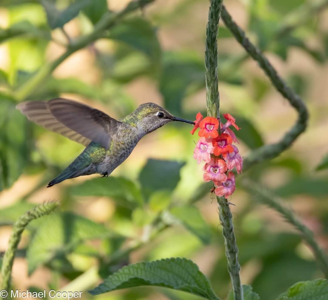 Anna's Hummingbird - ML626630765