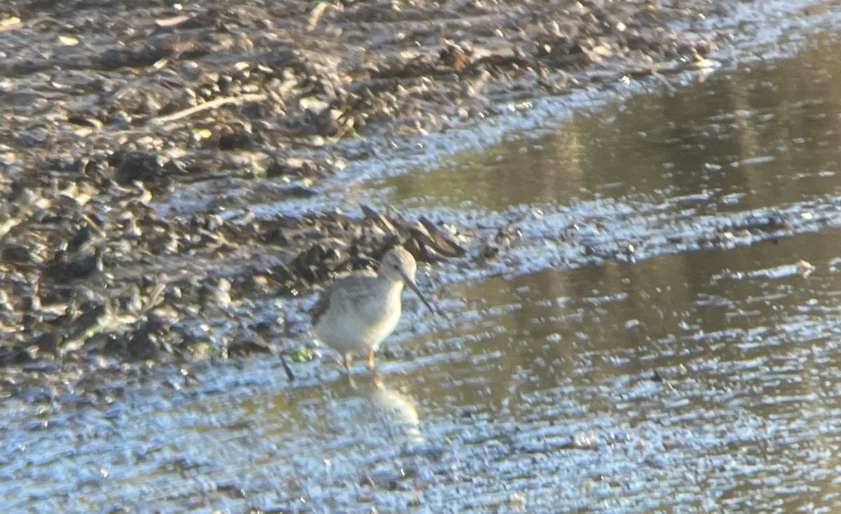 Lesser/Greater Yellowlegs - ML626630782