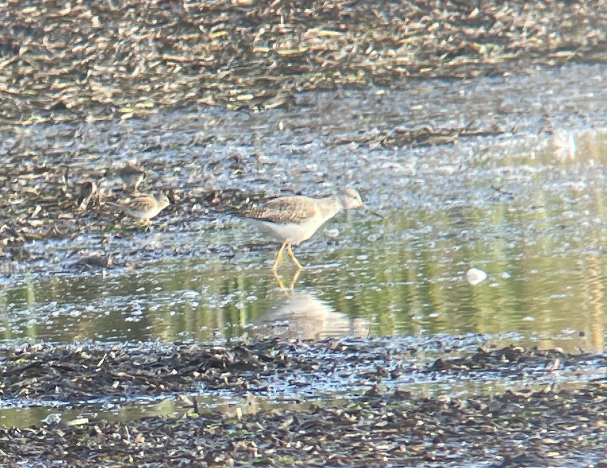 Lesser/Greater Yellowlegs - ML626630783