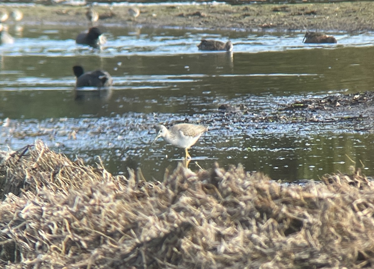 Lesser/Greater Yellowlegs - ML626630784