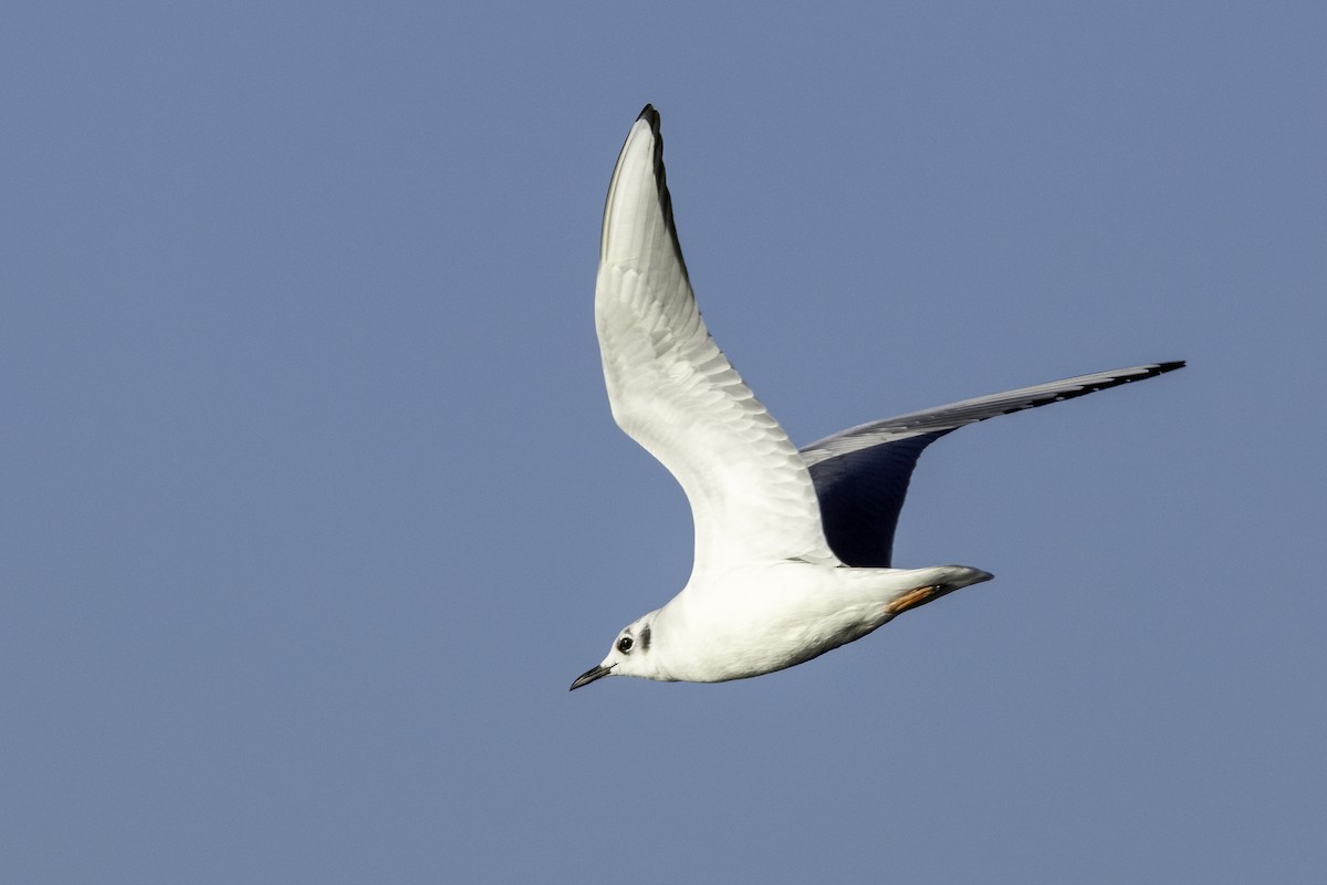 Bonaparte's Gull - ML626630850