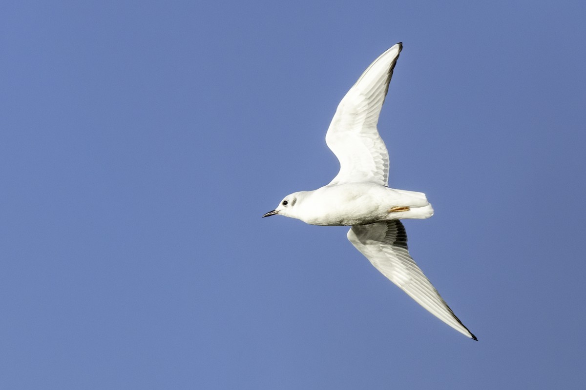 Bonaparte's Gull - ML626630851