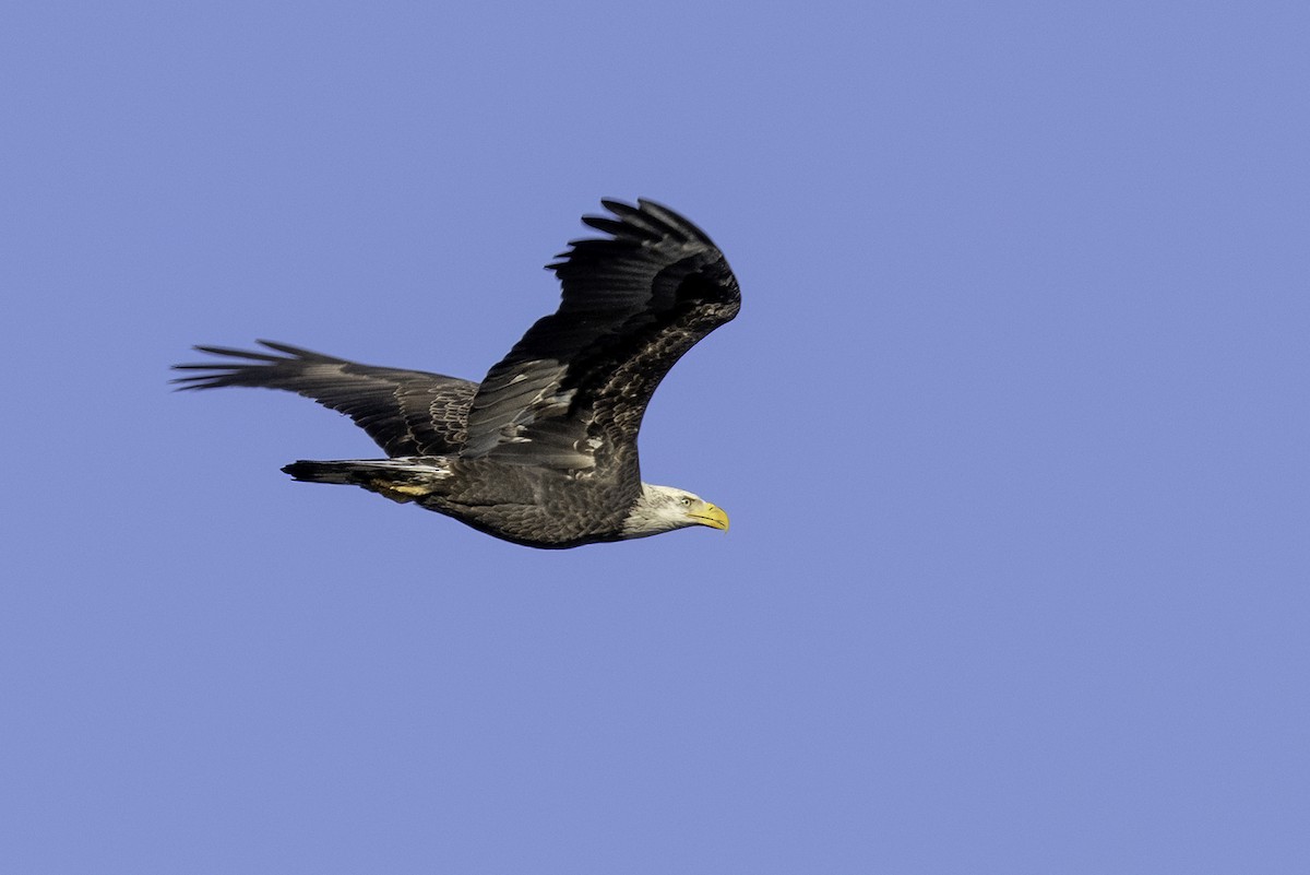 Bald Eagle - ML626630859