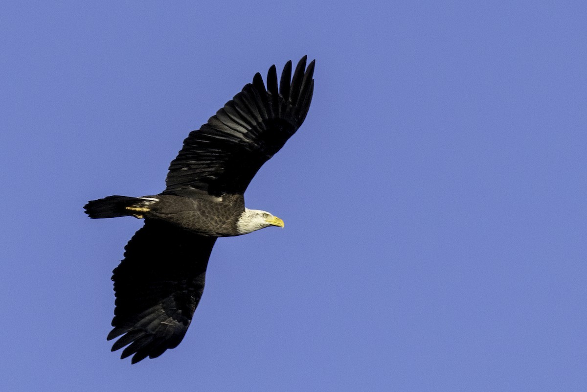 Bald Eagle - ML626630860