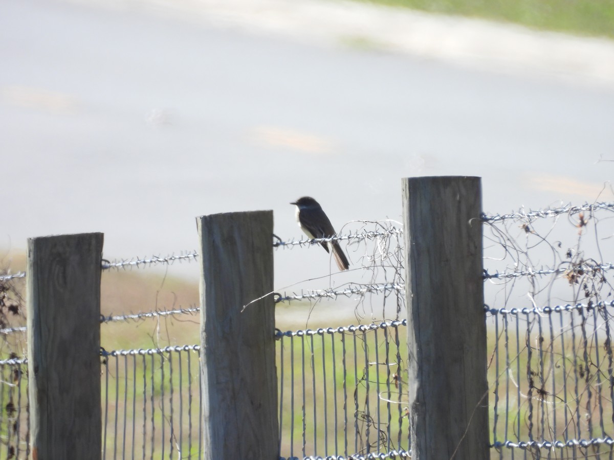 Eastern Phoebe - ML626630873