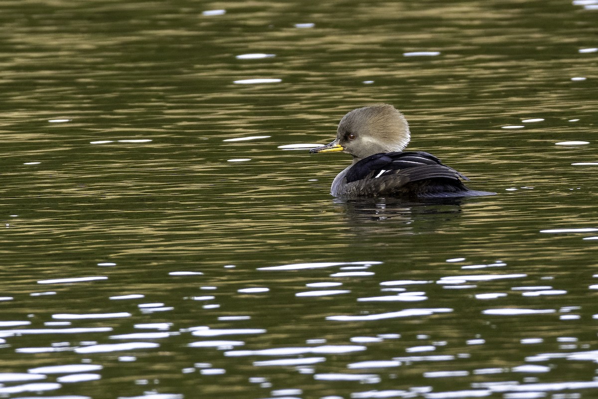 Hooded Merganser - ML626630882