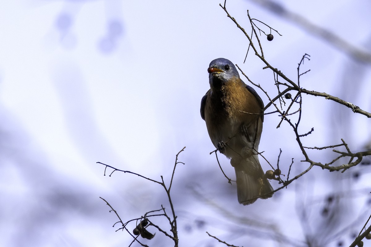 Eastern Bluebird - ML626630916