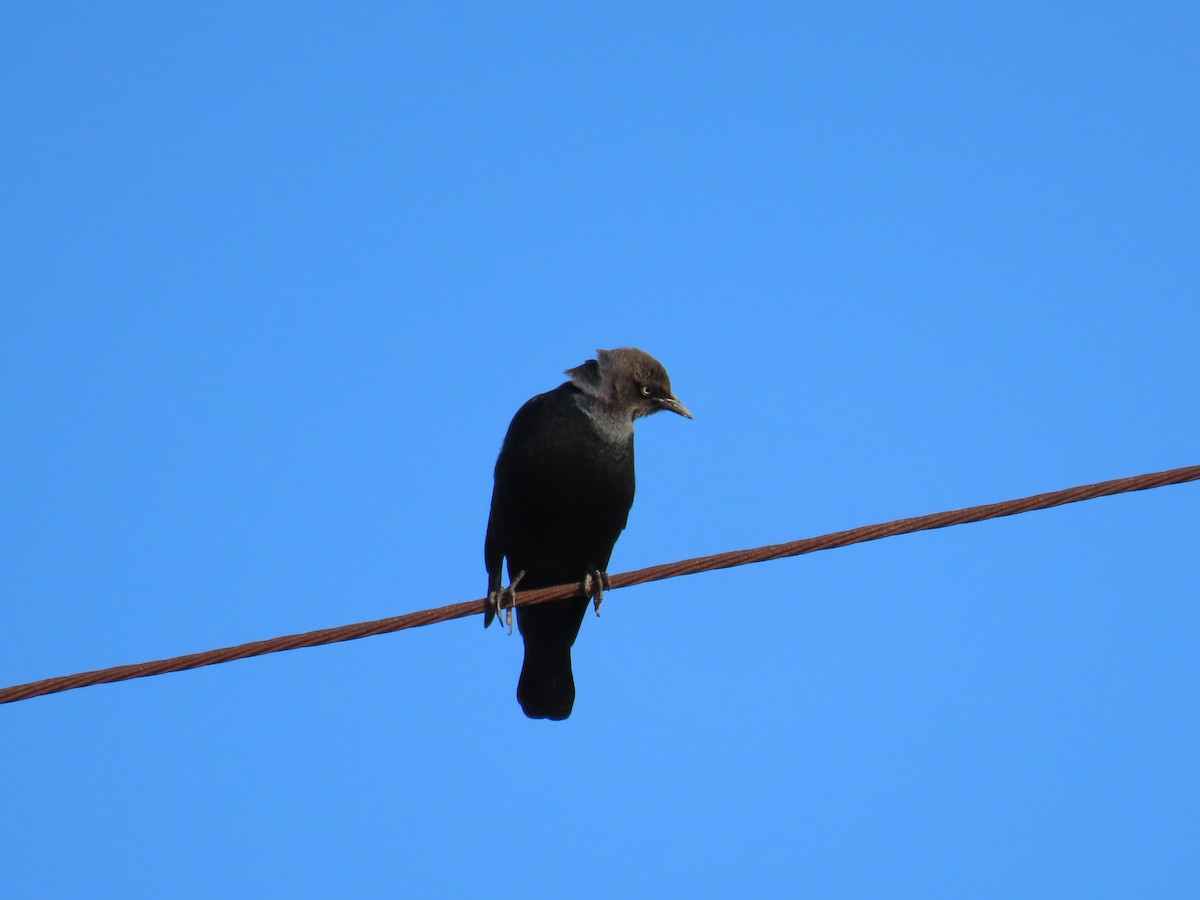 blackbird sp. - ML626631083