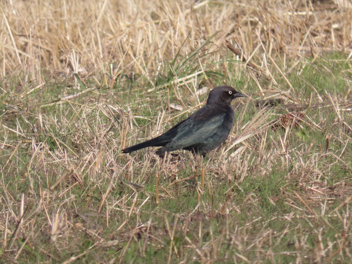 blackbird sp. - ML626631084