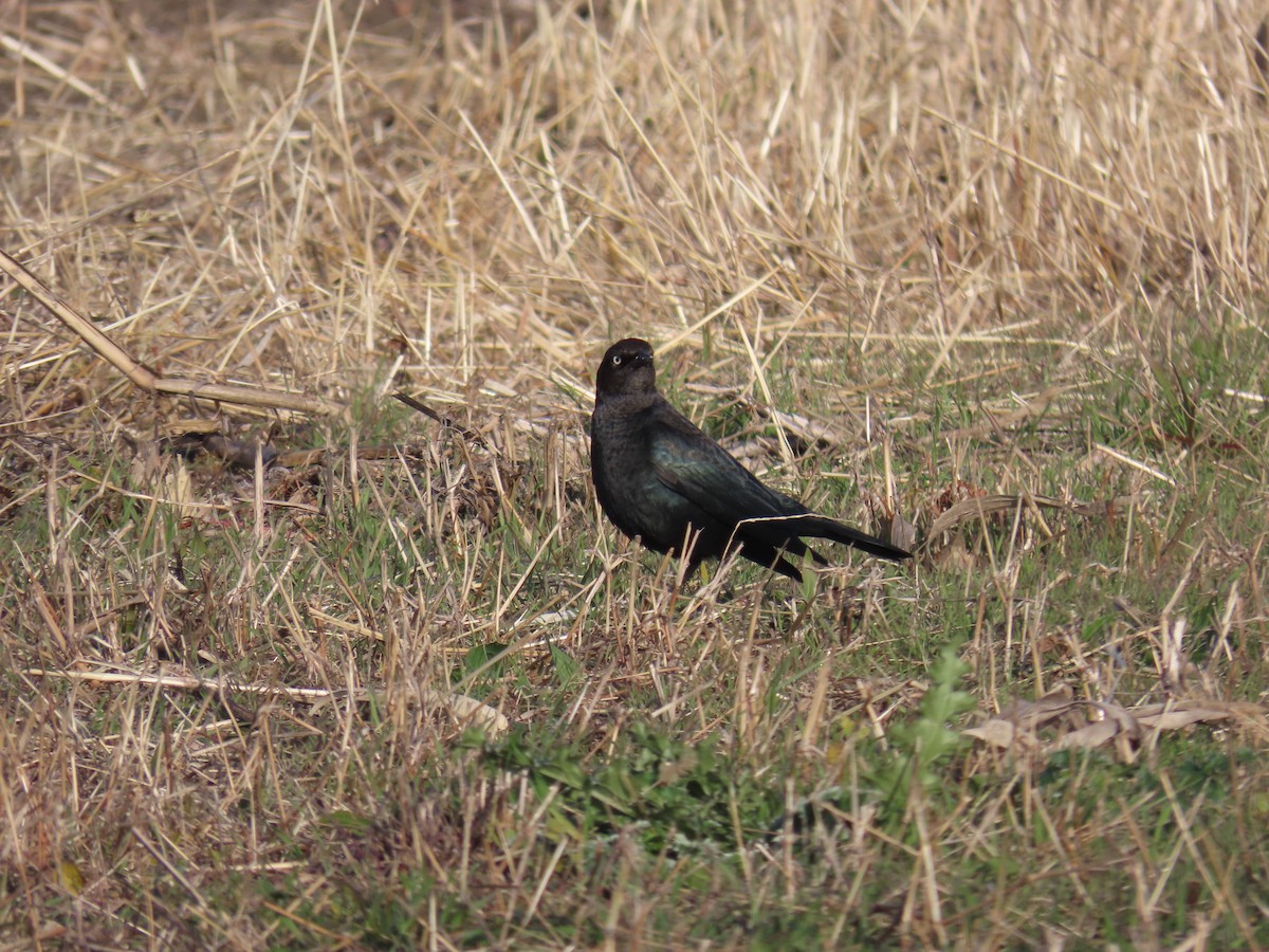 blackbird sp. - ML626631085