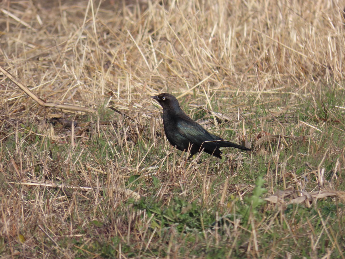 blackbird sp. - ML626631086