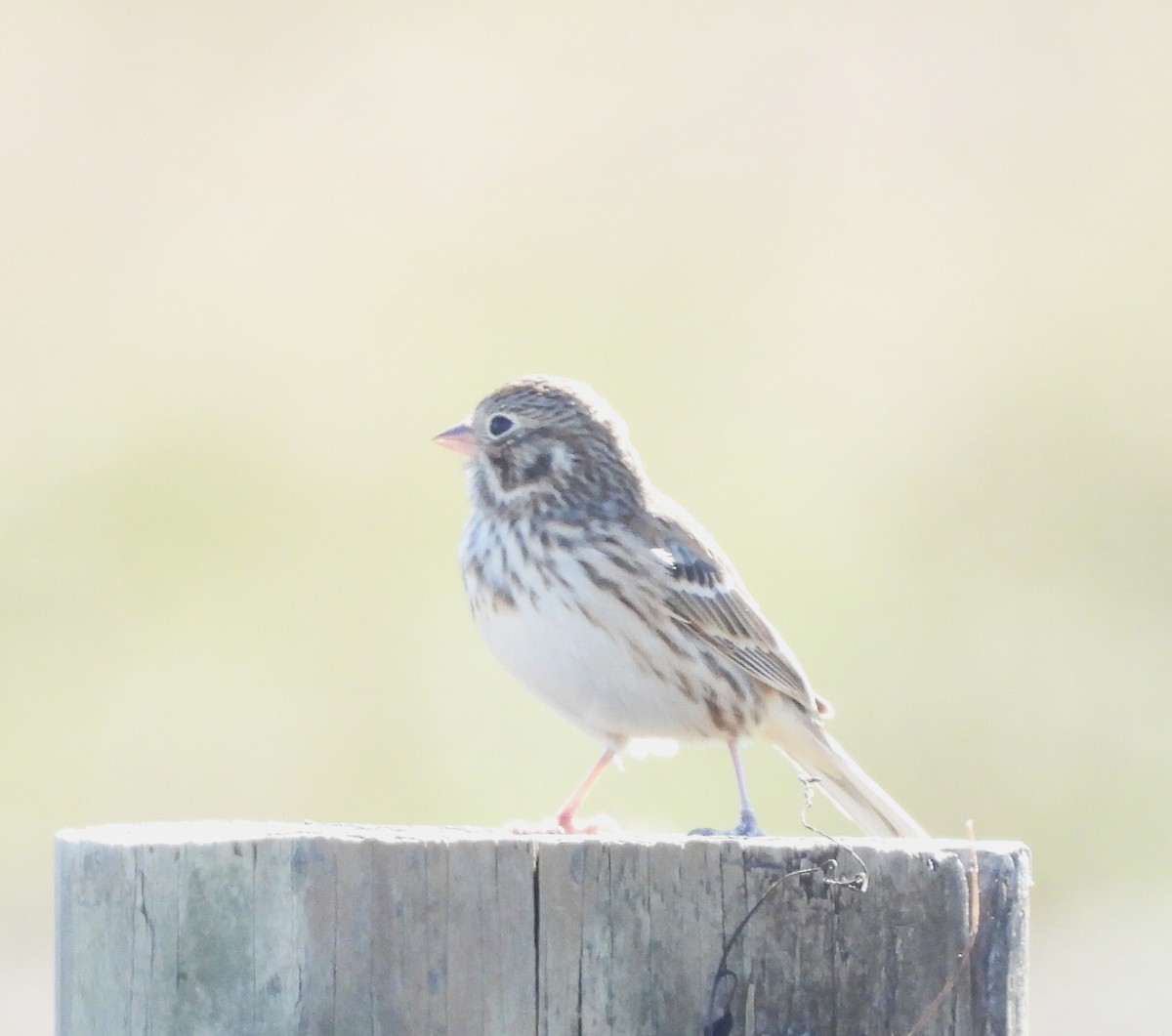 Savannah Sparrow - ML626631119