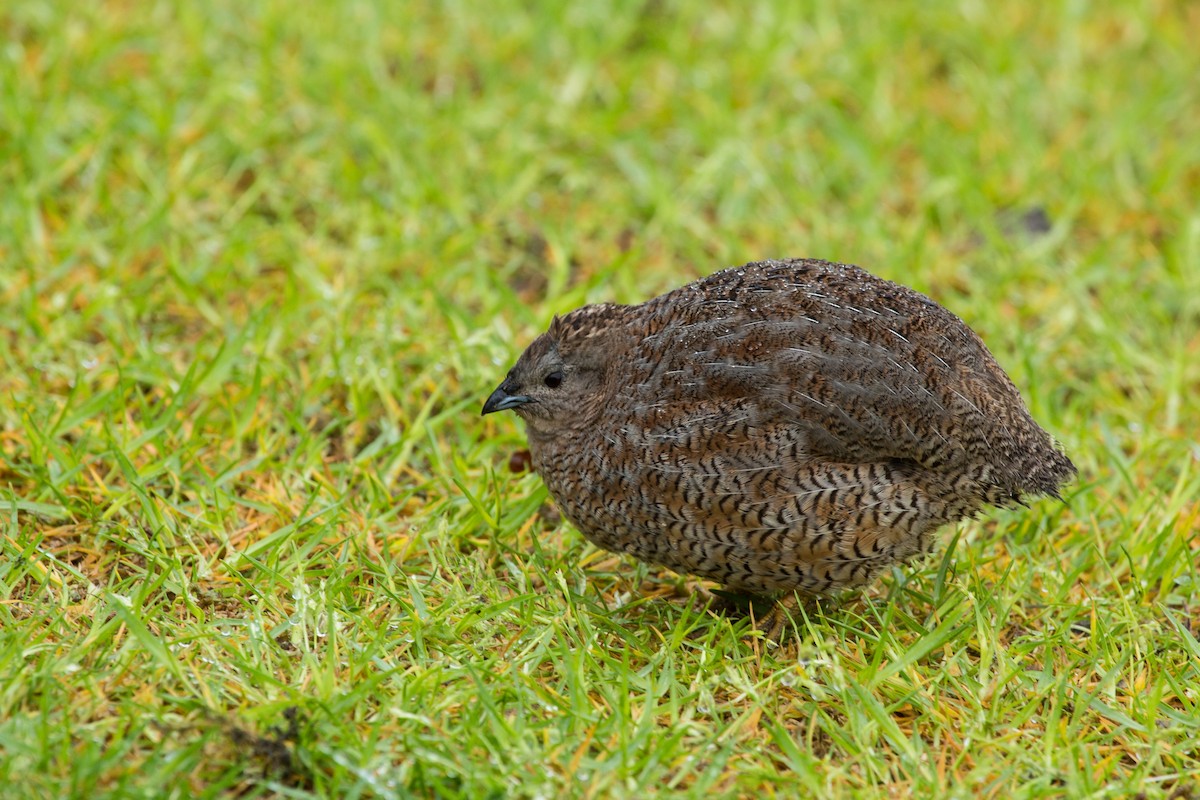 Brown Quail - ML626631122