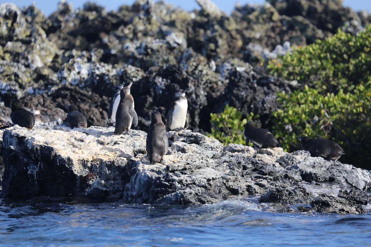 Galapagos Penguin - ML626631169