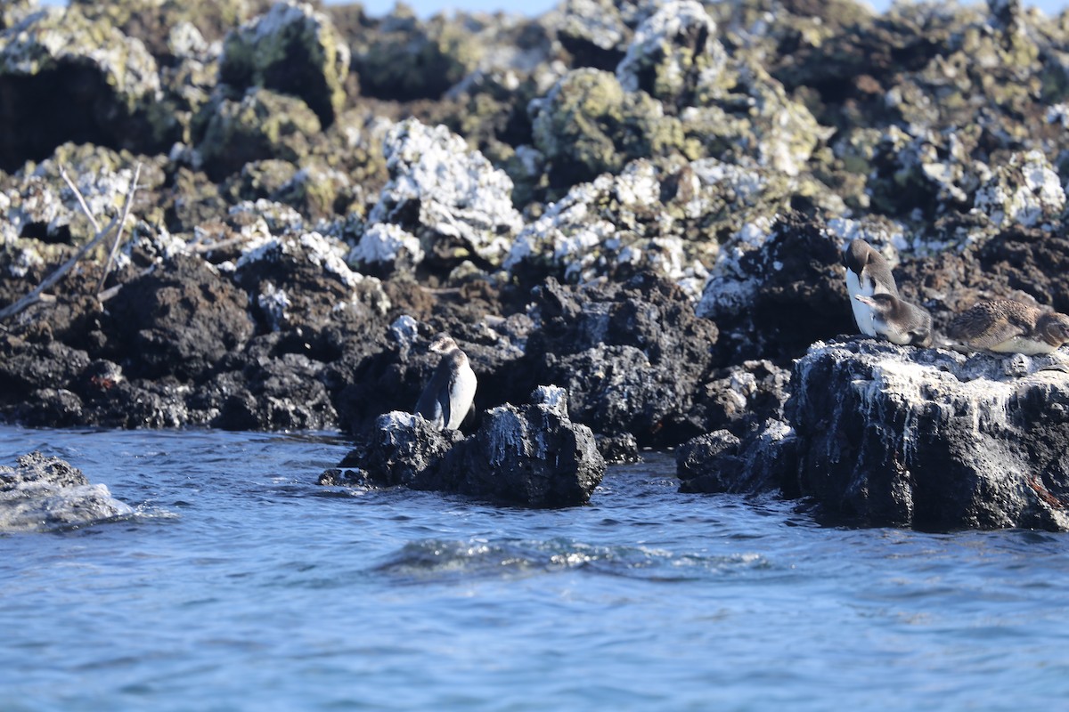 Galapagos Penguin - ML626631170